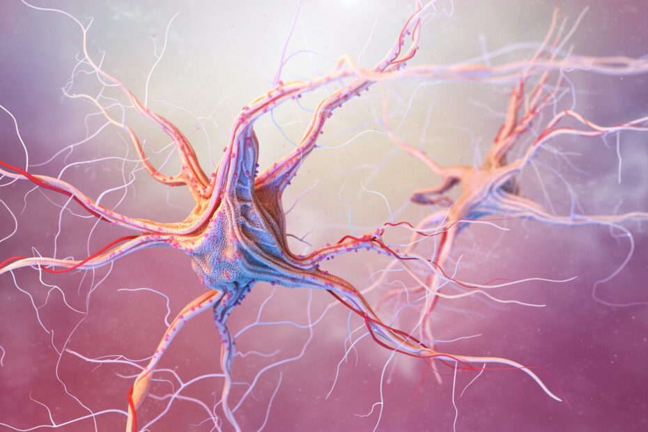 Neurons and nervous system