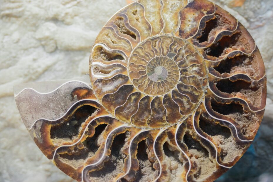 old fossil of spiral mollusk on seabed